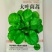 大叶茼蒿-茼蒿种子耐热耐寒大叶肉厚口感鲜嫩爽滑
