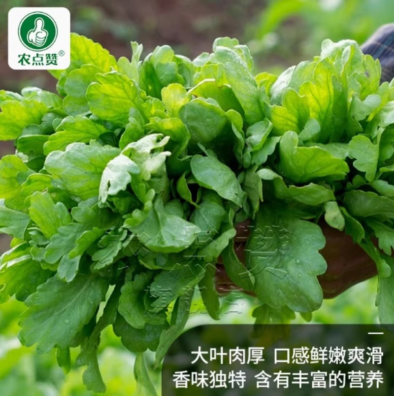 大叶茼蒿-茼蒿种子耐热耐寒大叶肉厚口感鲜嫩爽滑
