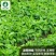 大叶茼蒿-茼蒿种子耐热耐寒大叶肉厚口感鲜嫩爽滑