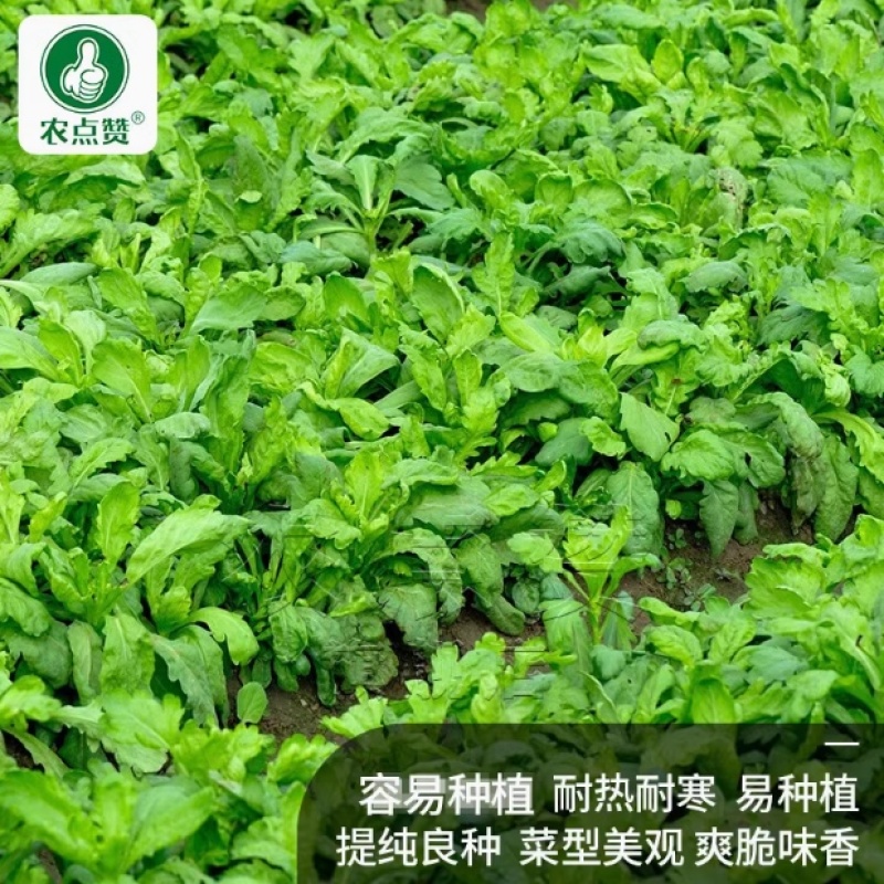 大叶茼蒿-茼蒿种子耐热耐寒大叶肉厚口感鲜嫩爽滑