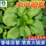 大叶茼蒿-茼蒿种子耐热耐寒大叶肉厚口感鲜嫩爽滑
