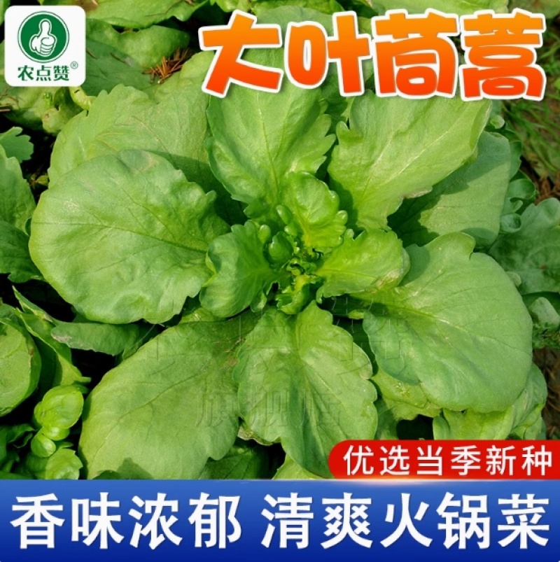 大叶茼蒿-茼蒿种子耐热耐寒大叶肉厚口感鲜嫩爽滑