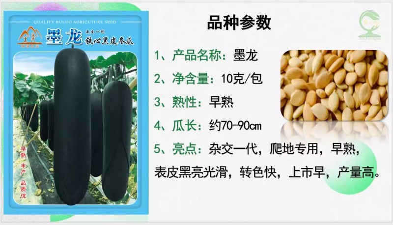 【墨龙黑皮冬瓜种子】基地优选品种瓜型粗长搭爬两用