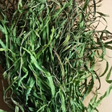 凤尾草