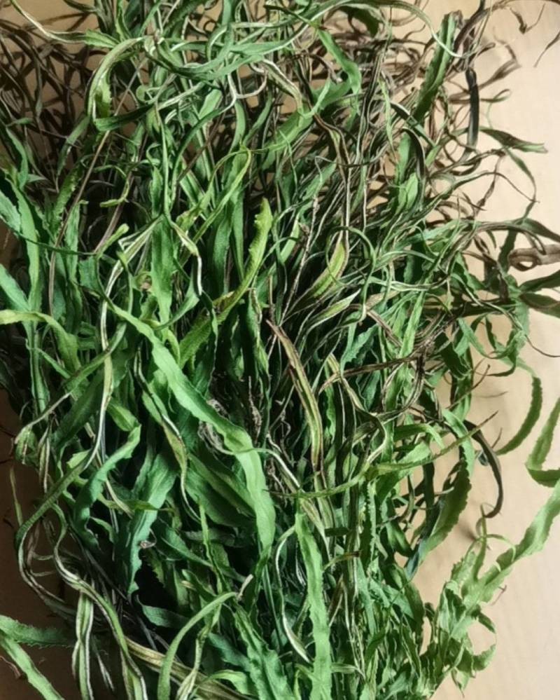 凤尾草