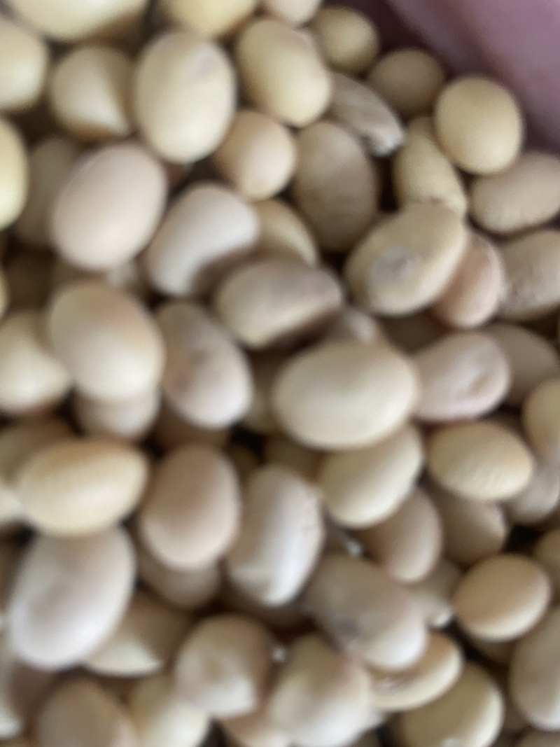 黄豆精品黄豆，量大从优，诚信经营，支持视频看货代发全国