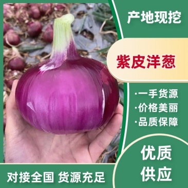 紫皮洋葱50-70鲜洋葱电商货大量上市产地现挖现发