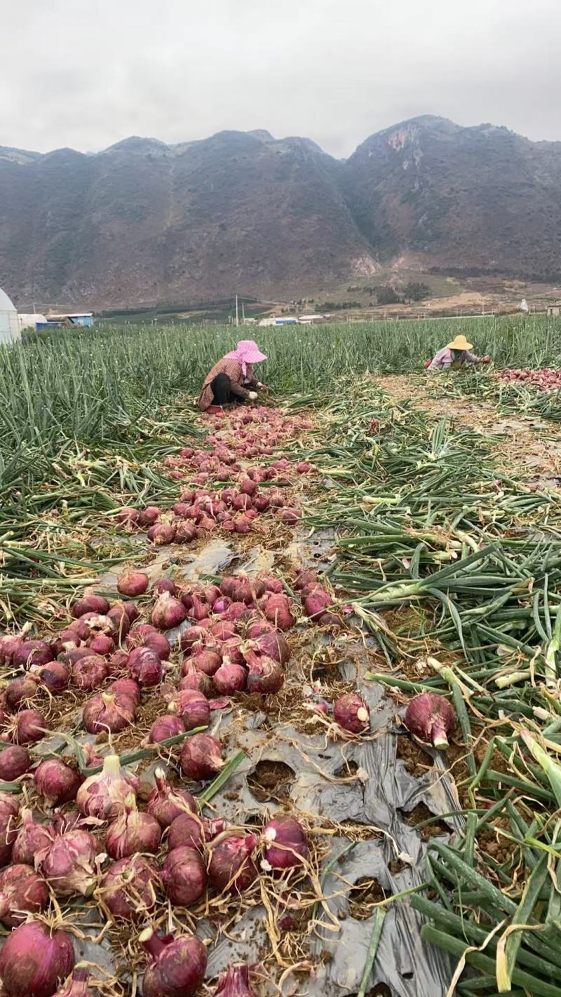 紫皮洋葱50-70鲜洋葱电商货大量上市产地现挖现发