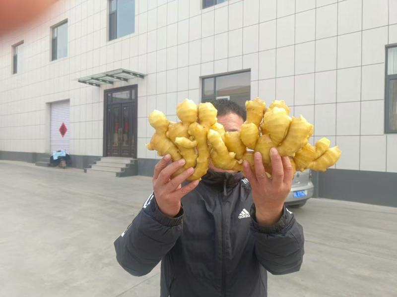 大姜姜种山农一号平顶四号小黄姜姜种