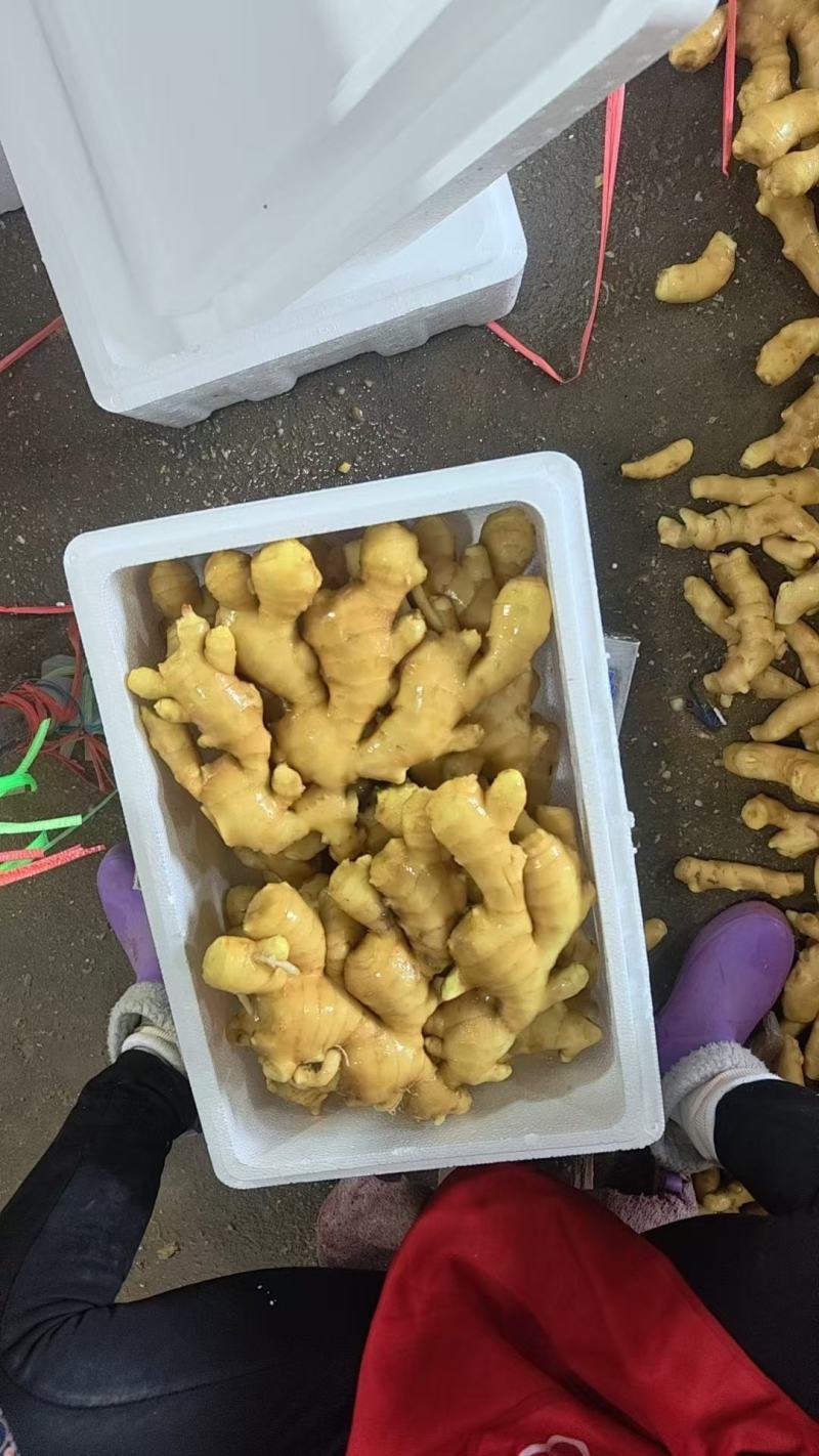大姜姜种山农一号平顶四号小黄姜姜种