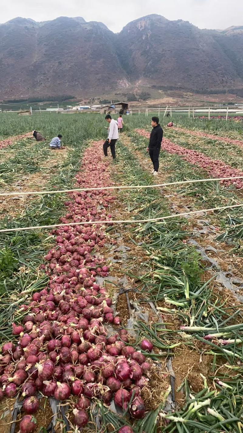 【紫皮洋葱】精品洋葱7公分以上云南洋葱市场货电商货