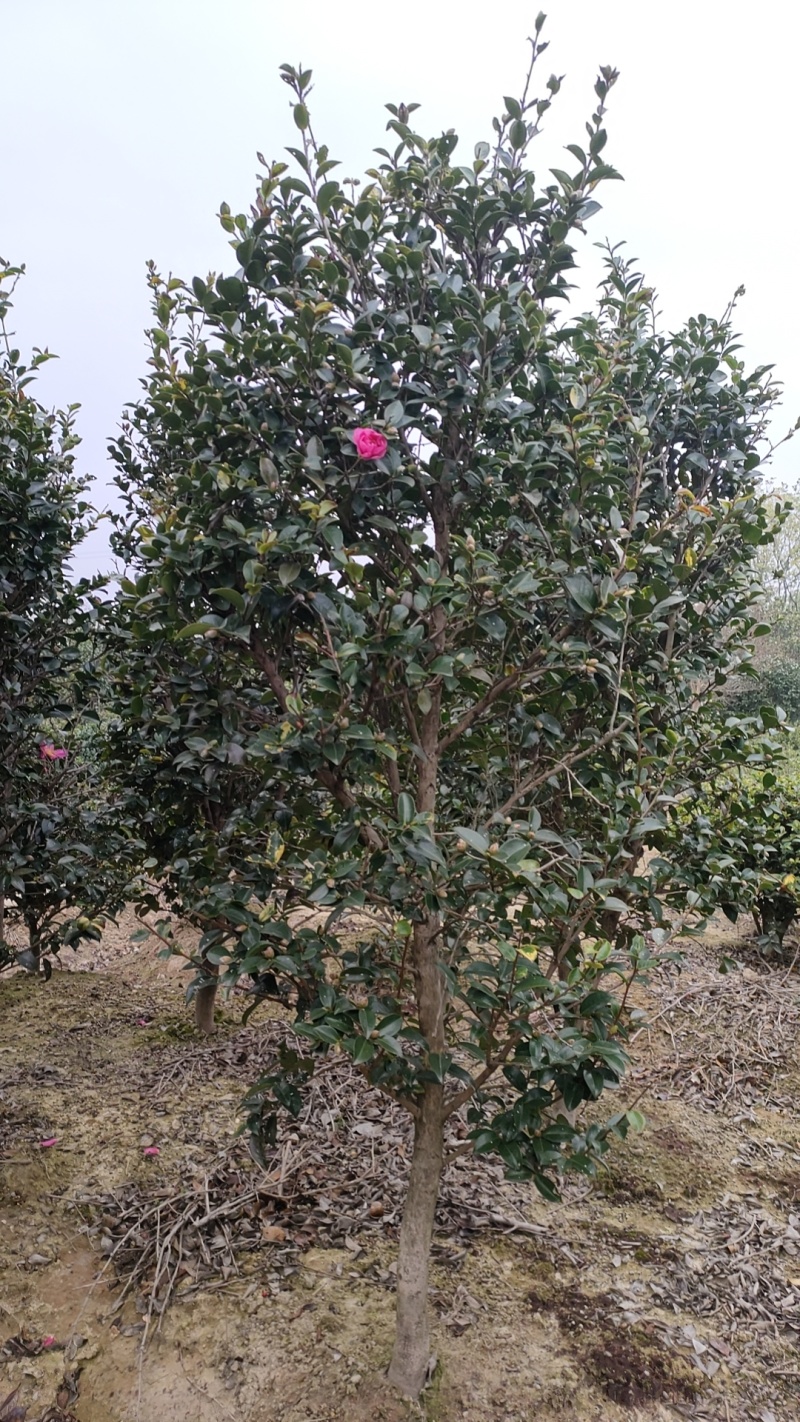 茶花处理了，茶梅，规格齐全