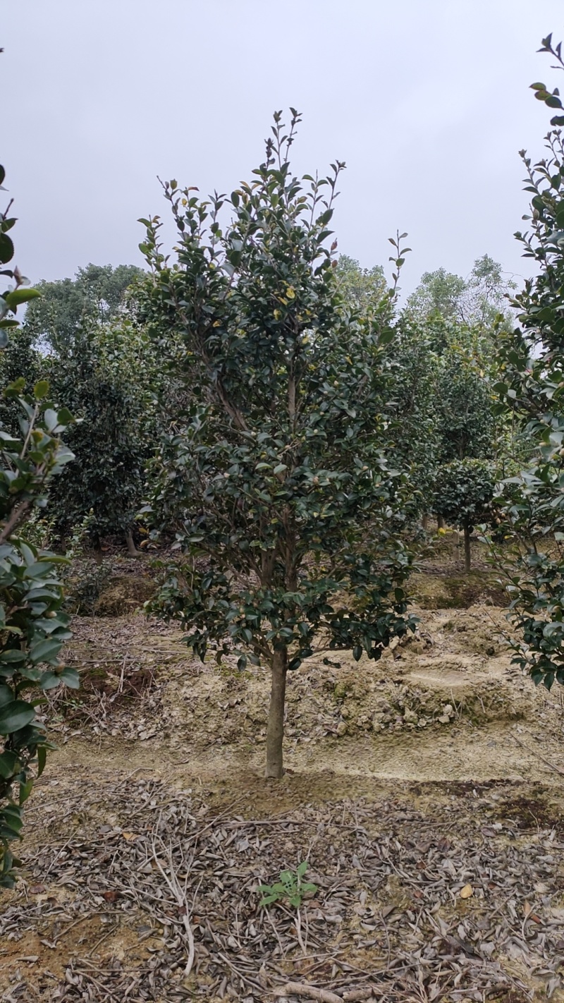 茶花处理了，茶梅，规格齐全