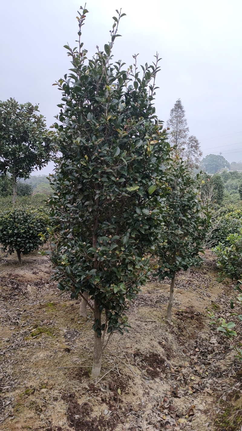 茶花处理了，茶梅，规格齐全