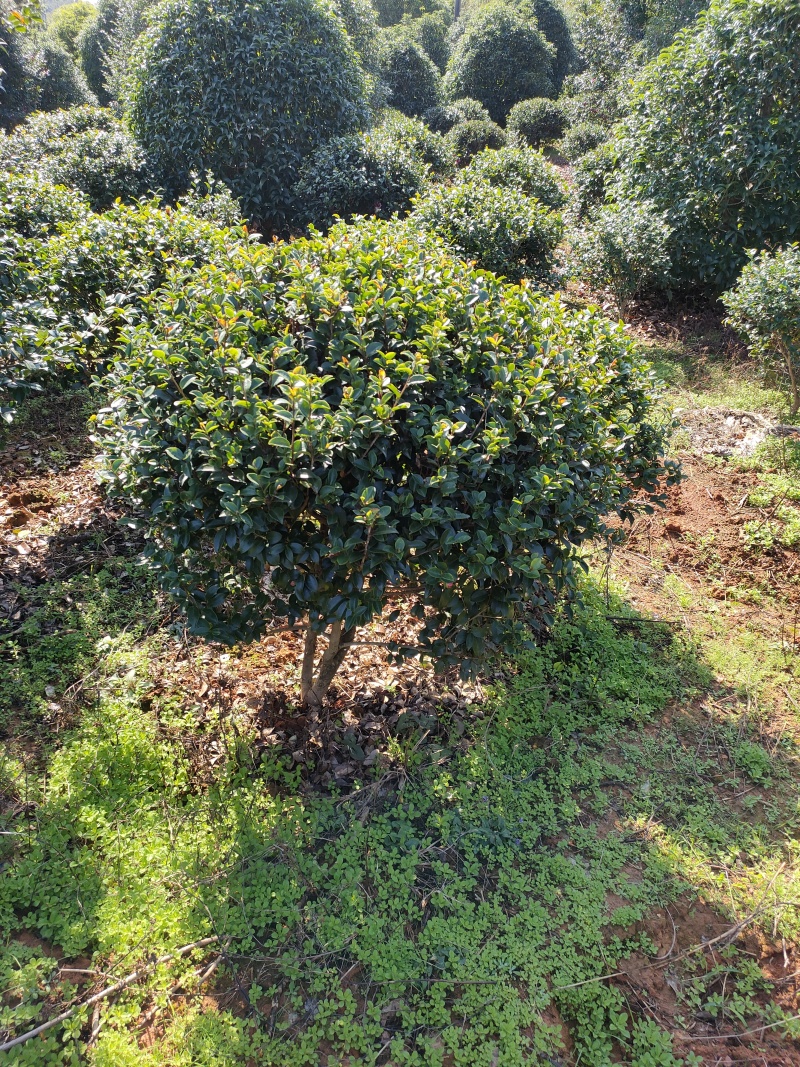 茶花处理了，茶梅，规格齐全