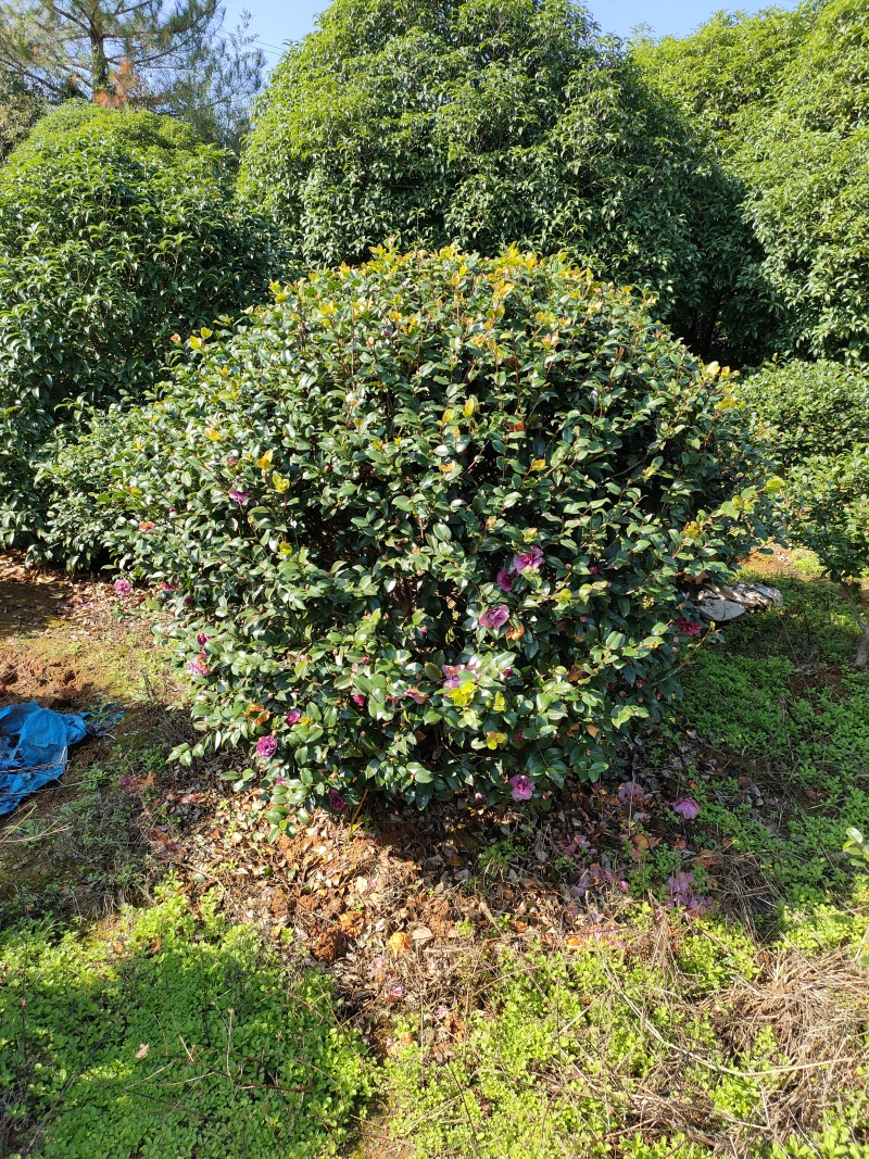 茶花处理了，茶梅，规格齐全
