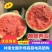 陕西精品美都西瓜包熟包甜货发全国欢迎联系可视频看货