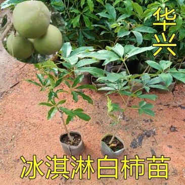 冰淇淋果苗嫁接白柿苗巧克果苗树苗南方果状树苗冰淇淋苗