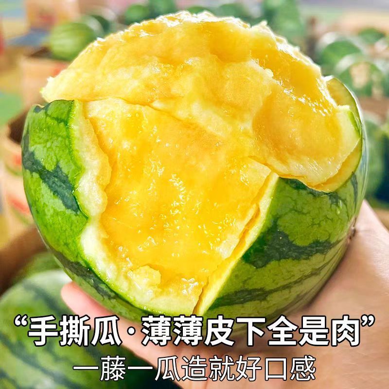 【实力牛商推荐】特小凤西瓜头茬产地直发对接批发商