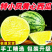 【实力牛商推荐】特小凤西瓜头茬产地直发对接批发商