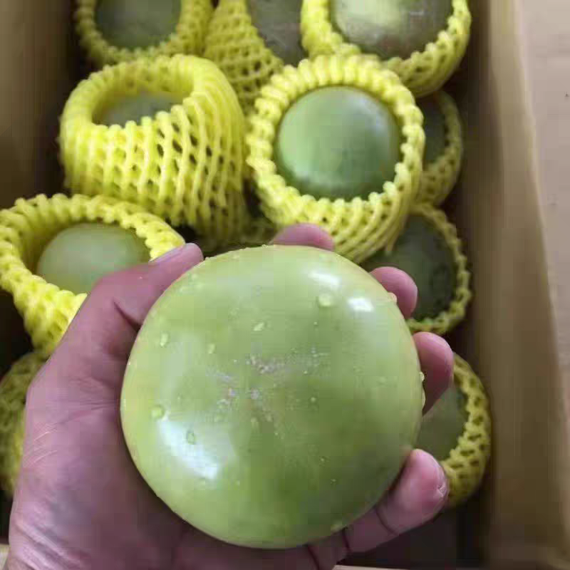 冰淇淋果苗嫁接白柿苗巧克果苗树苗南方果状树苗冰淇淋苗