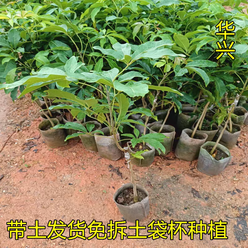 冰淇淋果苗嫁接白柿苗巧克果苗树苗南方果状树苗冰淇淋苗