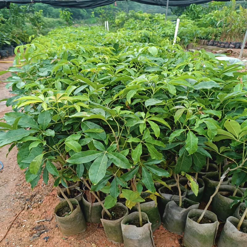 冰淇淋果苗嫁接白柿苗巧克果苗树苗南方果状树苗冰淇淋苗