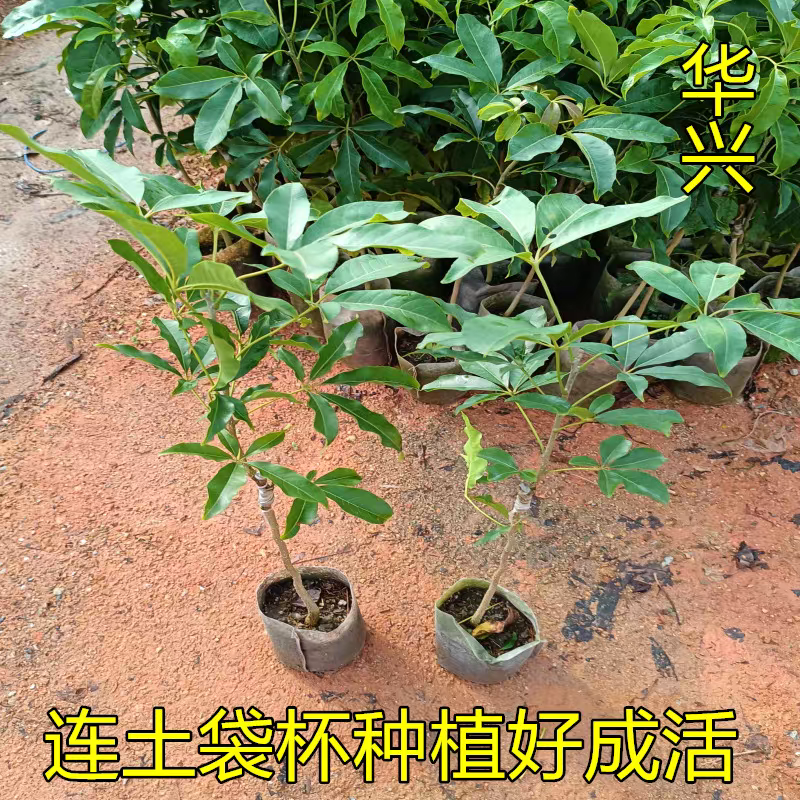 冰淇淋果苗嫁接白柿苗巧克果苗树苗南方果状树苗冰淇淋苗