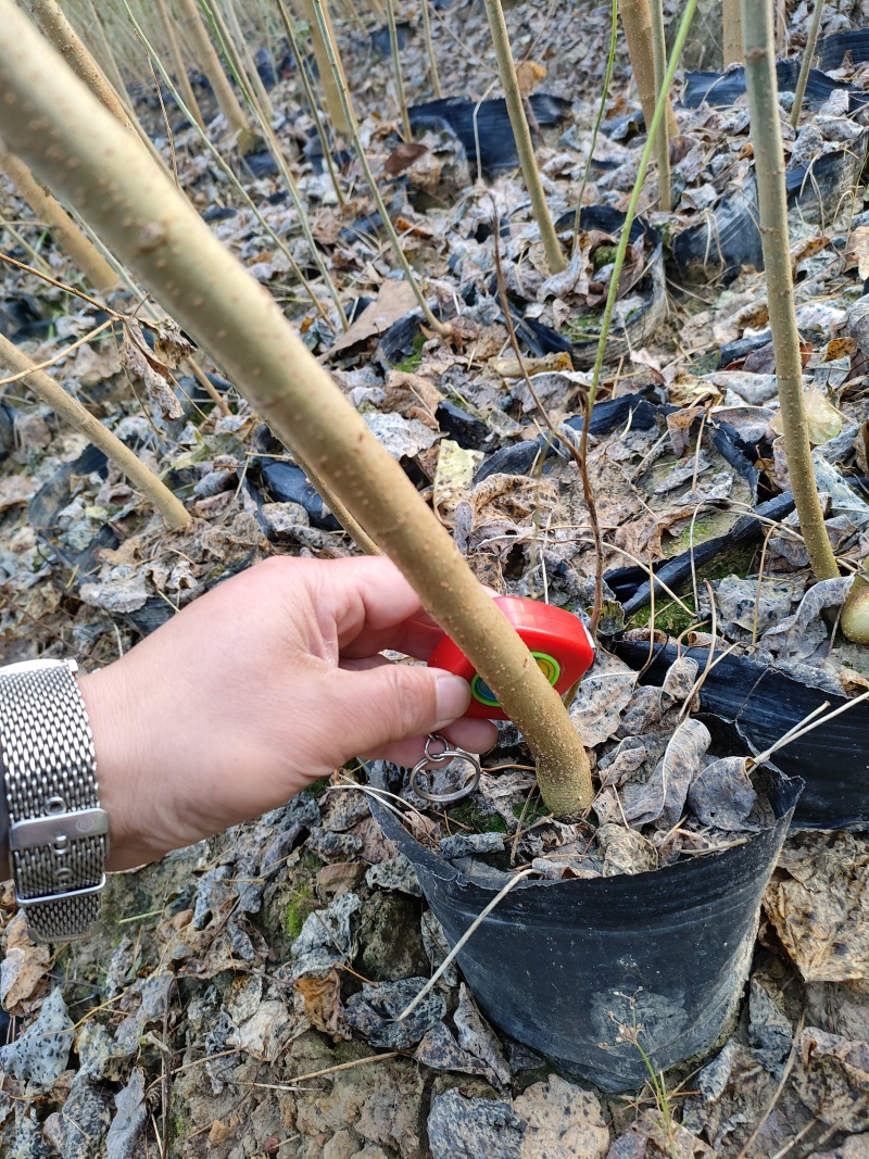 乌桕杯苗，丛生乌桕，彩叶乌桕杯苗，规格齐全