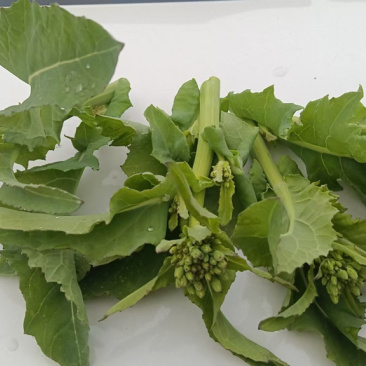 精品油菜苔