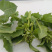 精品油菜苔