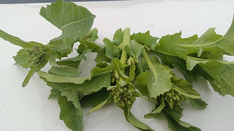 精品油菜苔