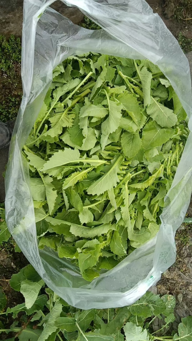 精品油菜苔