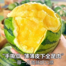 【实力牛商推荐】特小凤西瓜头茬产地直发对接批发商