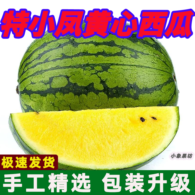 【实力牛商推荐】特小凤西瓜头茬产地直发对接批发商