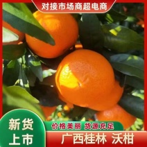 广西桂林沃柑果园现摘现发产地一手货源