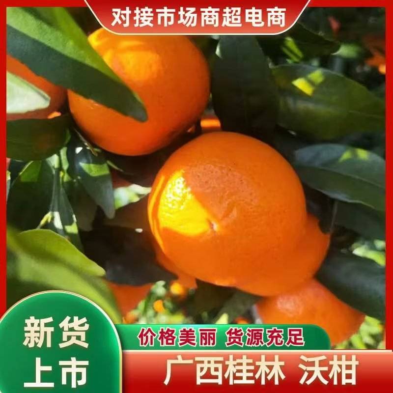 广西桂林沃柑果园现摘现发产地一手货源