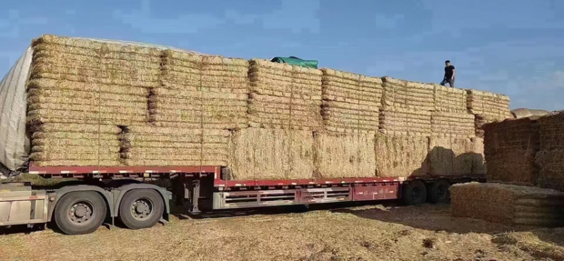 黄储
