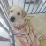 拉布拉多幼犬-个人豢养-3个月