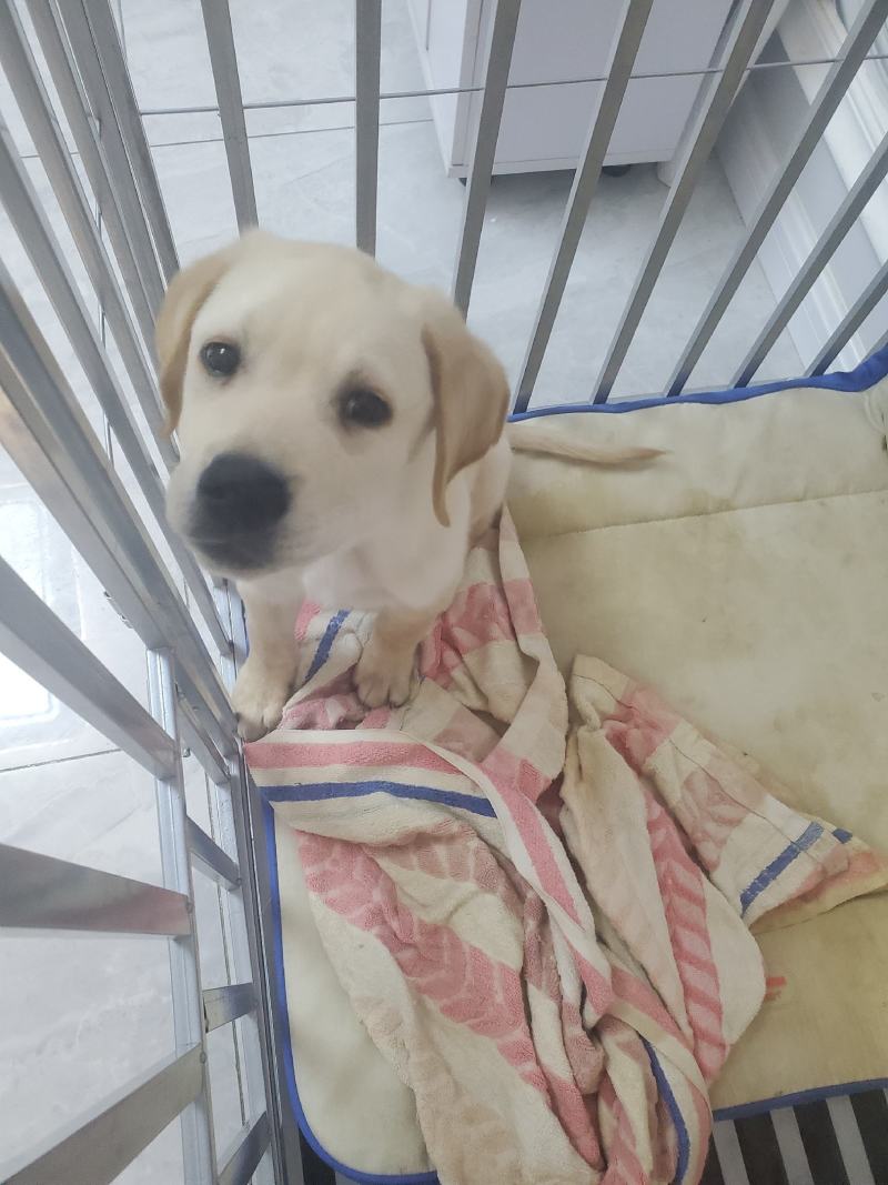 拉布拉多幼犬-个人豢养-3个月