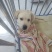 拉布拉多幼犬-个人豢养-3个月