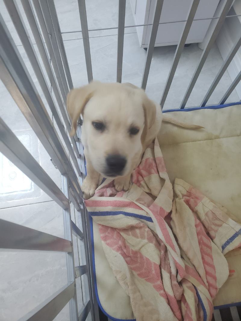 拉布拉多幼犬-个人豢养-3个月