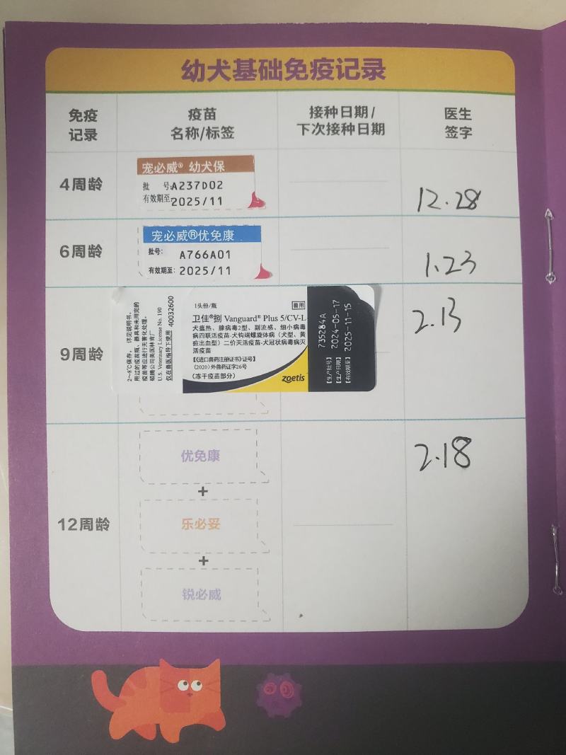 拉布拉多幼犬-个人豢养-3个月