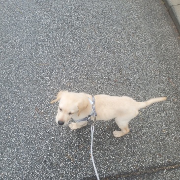 拉布拉多幼犬-个人豢养-3个月