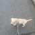 拉布拉多幼犬-个人豢养-3个月