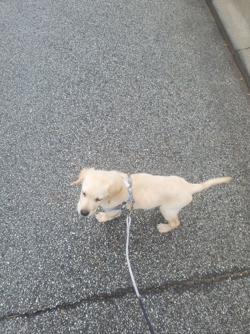 拉布拉多幼犬-个人豢养-3个月
