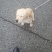 拉布拉多幼犬-个人豢养-3个月