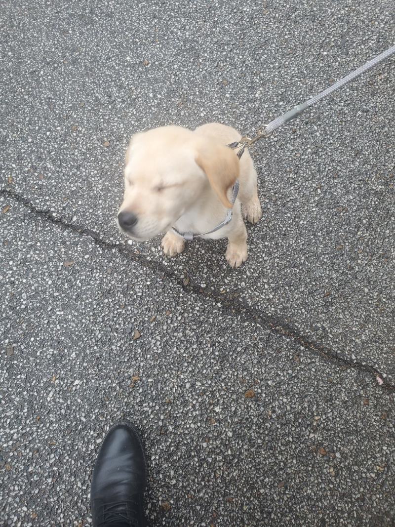 拉布拉多幼犬-个人豢养-3个月
