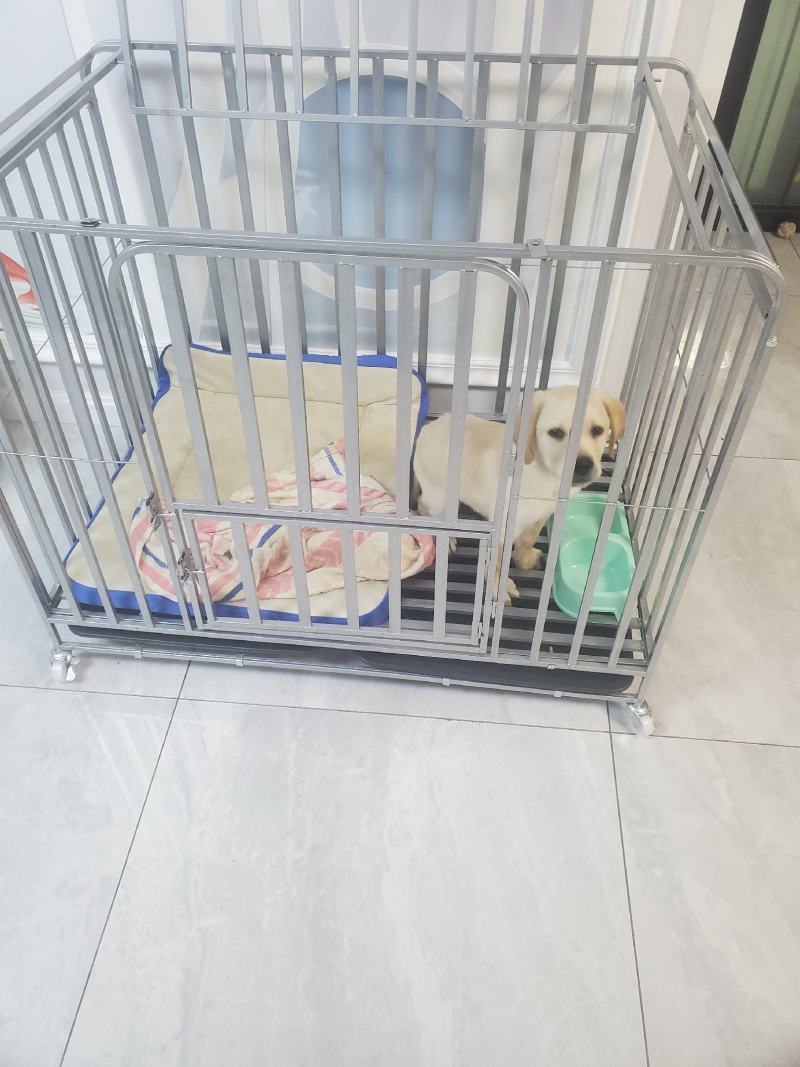 拉布拉多幼犬-个人豢养-3个月