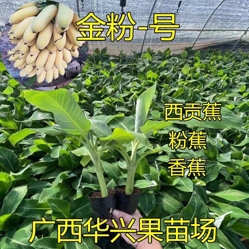 金粉一号粉蕉苗香蕉树苗西贡蕉苗红香蕉苗带土